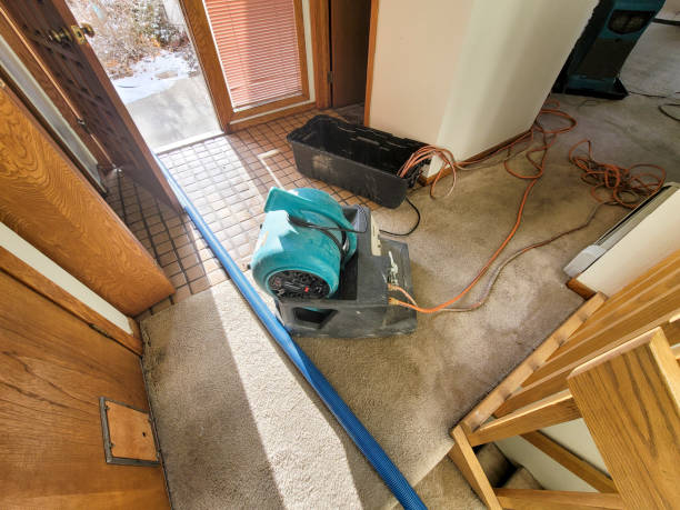 Best Mold removal after water damage  in Litchfield Park, AZ